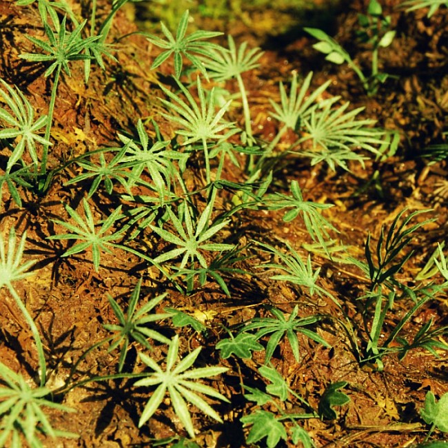 Model Scene - VG3-036 - Large Ground Asian Palm