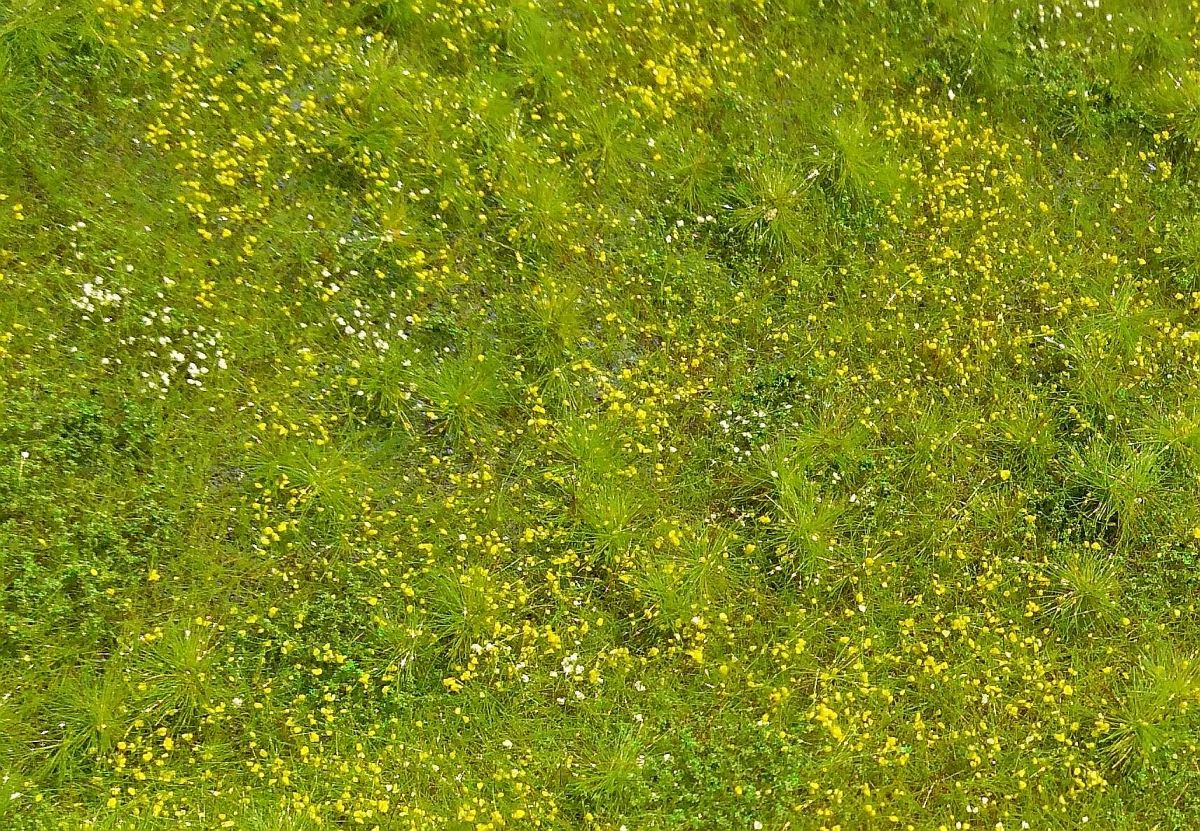 Blooming Meadow Grass Mat in Spring (13x17cm)