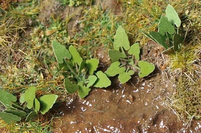 Model Scene - VGT-002 - Very Small Burdock