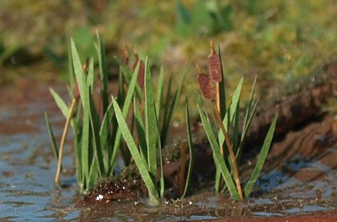Model Scene - VGT-008 - Very Small Bulrush
