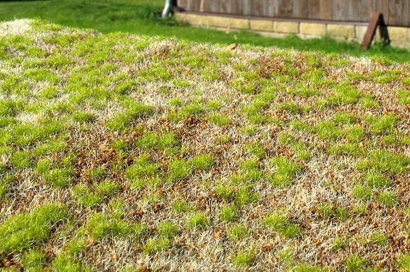 Model Scene - F531 - Steppe Grass Mat in Spring (18x28cm)