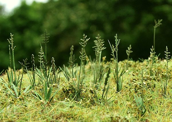 Model Scene - VG3-015 - Large Fescue