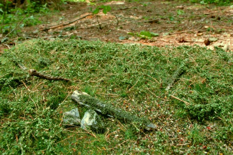 Model Scene - F602 - Forest Base Mat in Early Summer (18x28cm)