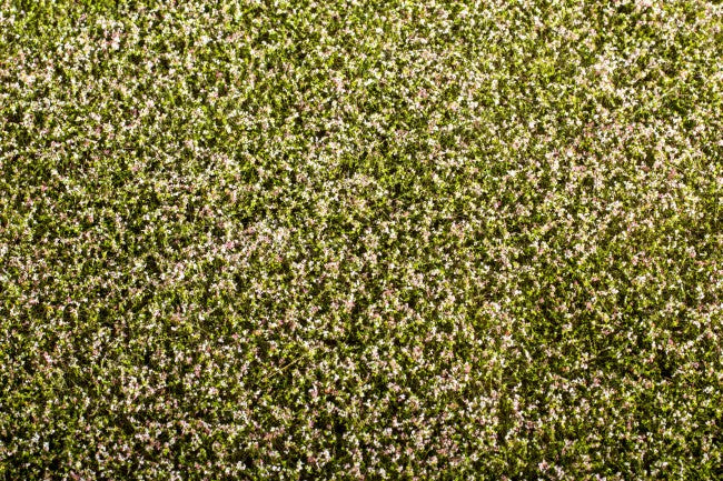 Model Scene - F430 - Blooming Clover Field Mat