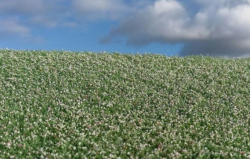 Model Scene - F460 - Blooming Poppy Field Mat