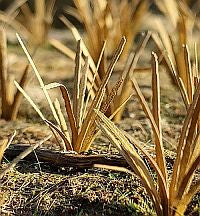 Model Scene - VG3-042 - Large Dry Grass