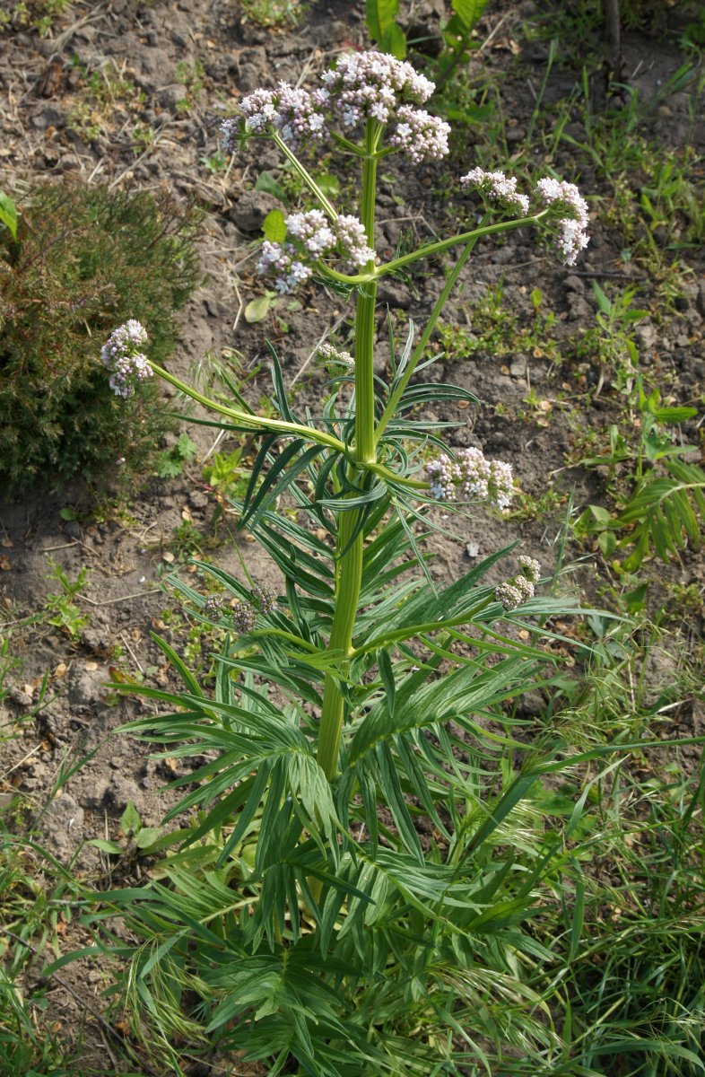 Large Valeriana