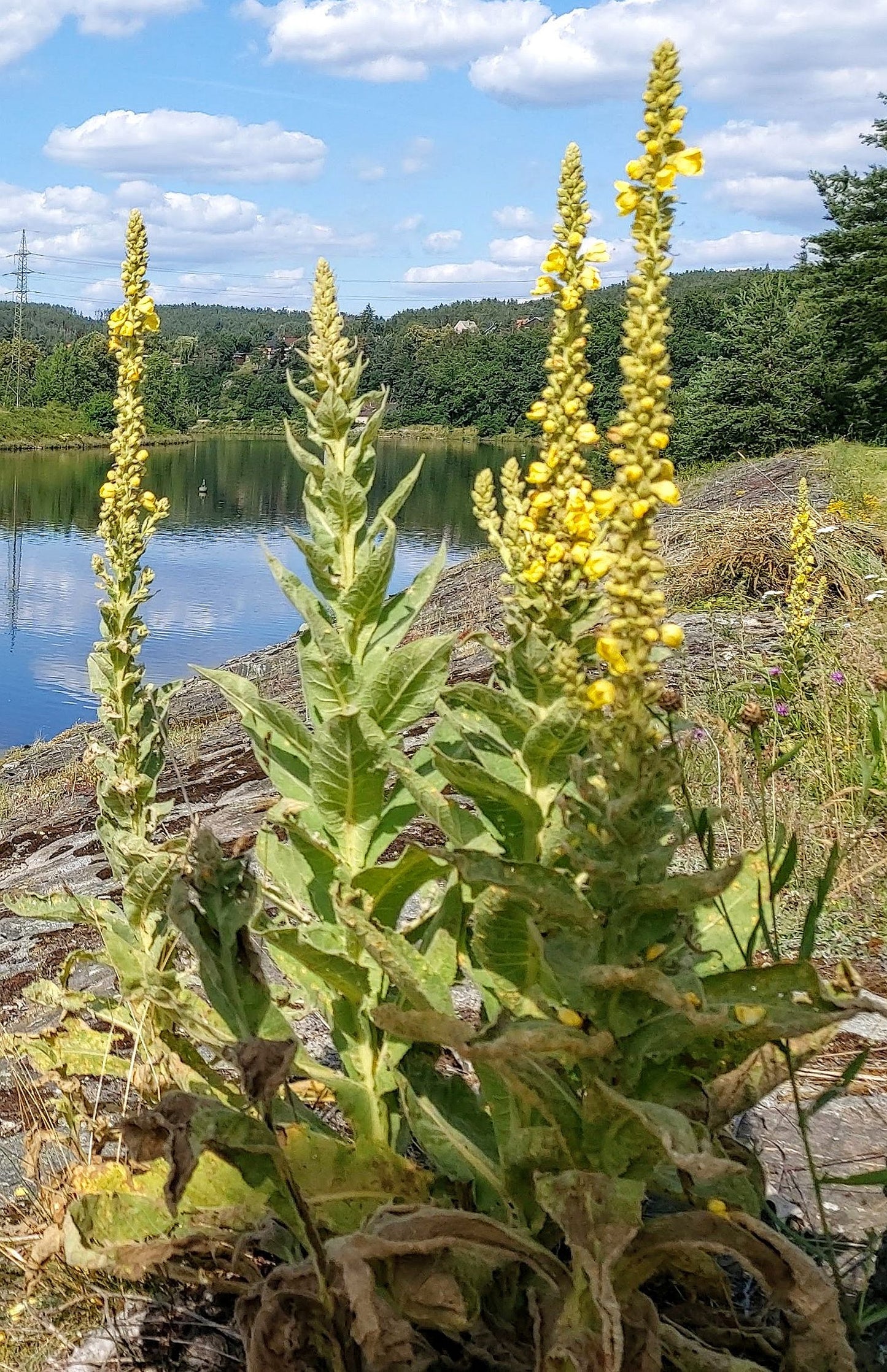 Large Mullein