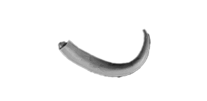 Cormorágg - Head Right Horn