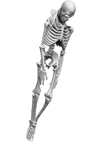 Sigebald - Fane Left Skeleton