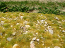 Model Scene - F723-S - Grass Mat with Large Stones in Late Summer (13x17cm)