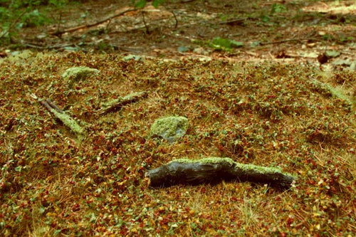 Model Scene - F603-S - Forest Base Mat in Late Summer (13x17cm)