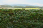 Model Scene - F620-S - Forest Base Mat with Blueberries (13x17cm)