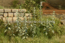 Model Scene - VG4-227 - Medium Nettle