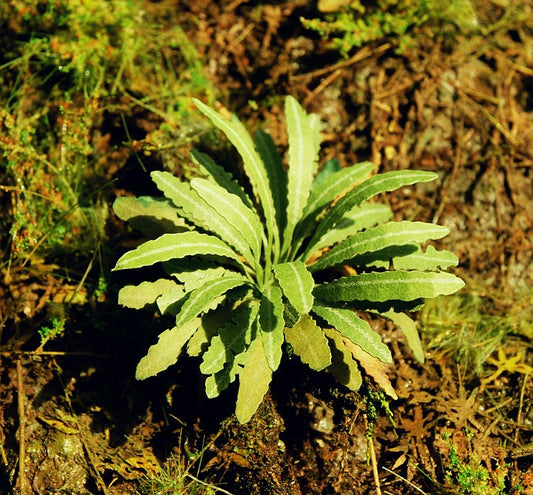 Model Scene - VG3-035 - Large Asian Fern