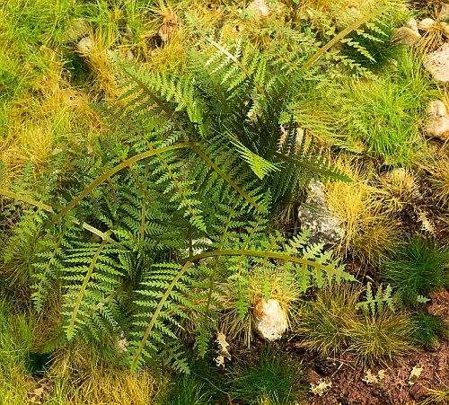 Model Scene - VG4-030 - Medium Bracken Fern
