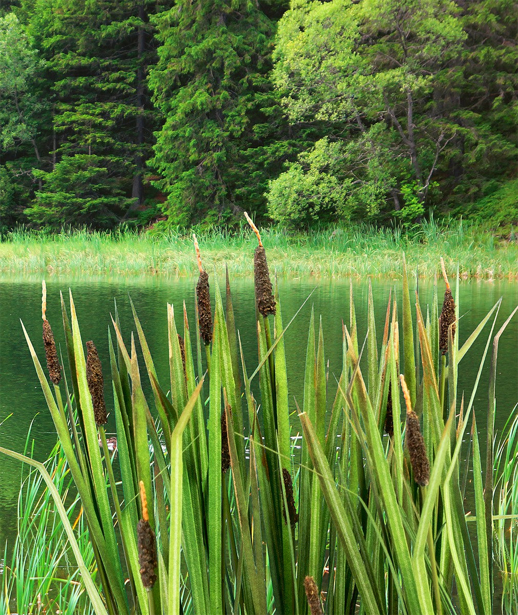 Model Scene - VG4-008 - Medium Bulrush