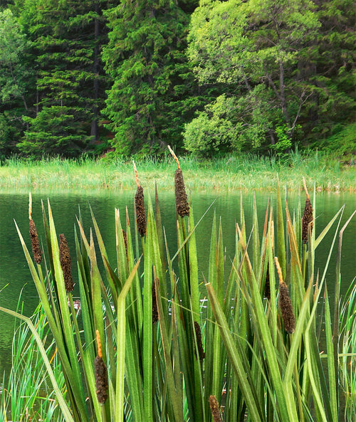Model Scene - VG4-008 - Medium Bulrush