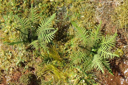 Model Scene - VGT-001 - Very Small Fern