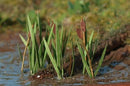 Model Scene - VGT-008 - Very Small Bulrush