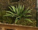Model Scene - VG4-006 - Medium Hart’s Tongue Fern