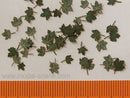 Model Scene - L4-001 - Medium Green Maple Leaves