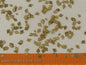 Model Scene - L4-104 - Medium Autumn Birch Leaves