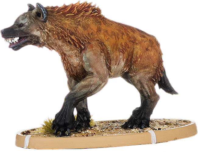 Buccumu, Hyaena