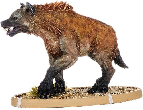 Buccumu, Hyaena