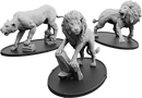 Vul VI Adrar, Leonis Vulgus
