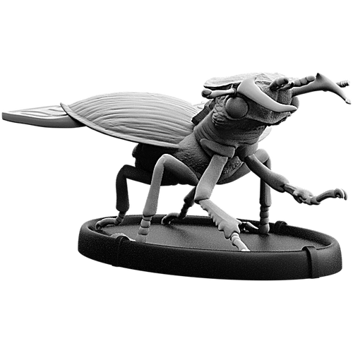 Scima, Cnoll Beetle
