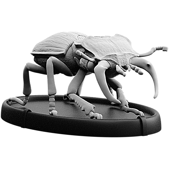 Plega, Cnoll Beetle