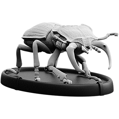 Plega, Cnoll Beetle