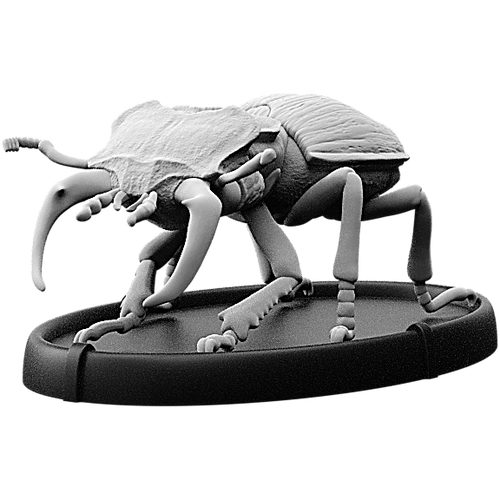 Lega, Cnoll Beetle