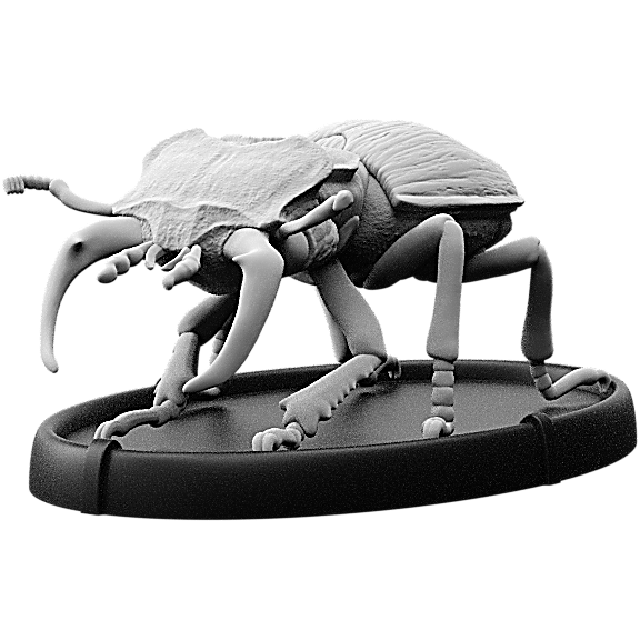 Lega, Cnoll Beetle