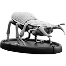 Bitan, Cnoll Beetle