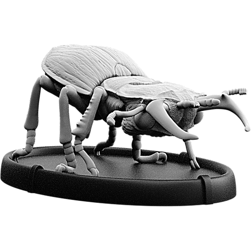 Bitan, Cnoll Beetle