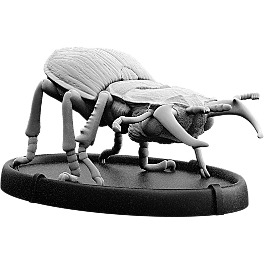 Bitan, Cnoll Beetle