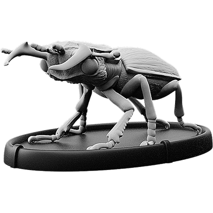 Teran, Cnoll Beetle