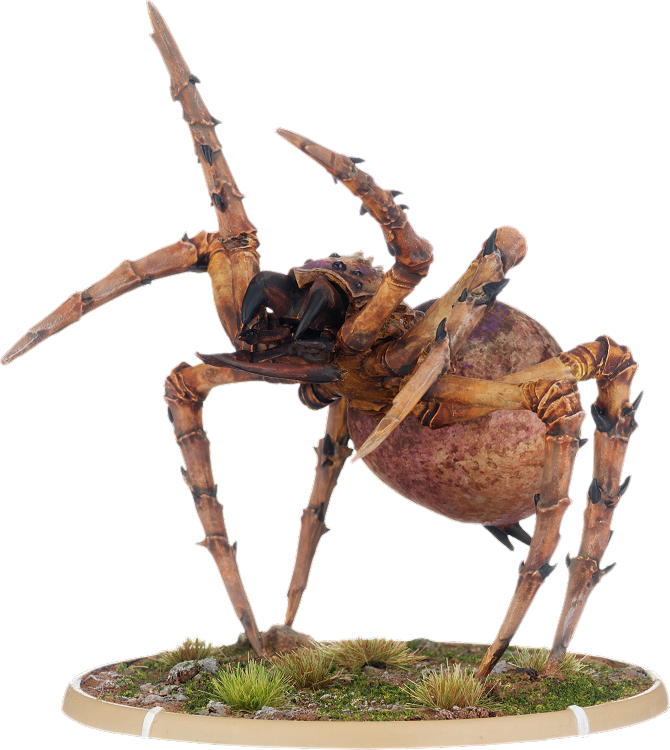 Angol, Tomb Spider Warrior