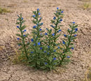 Model Scene - VG3-047 - Viper's Bugloss