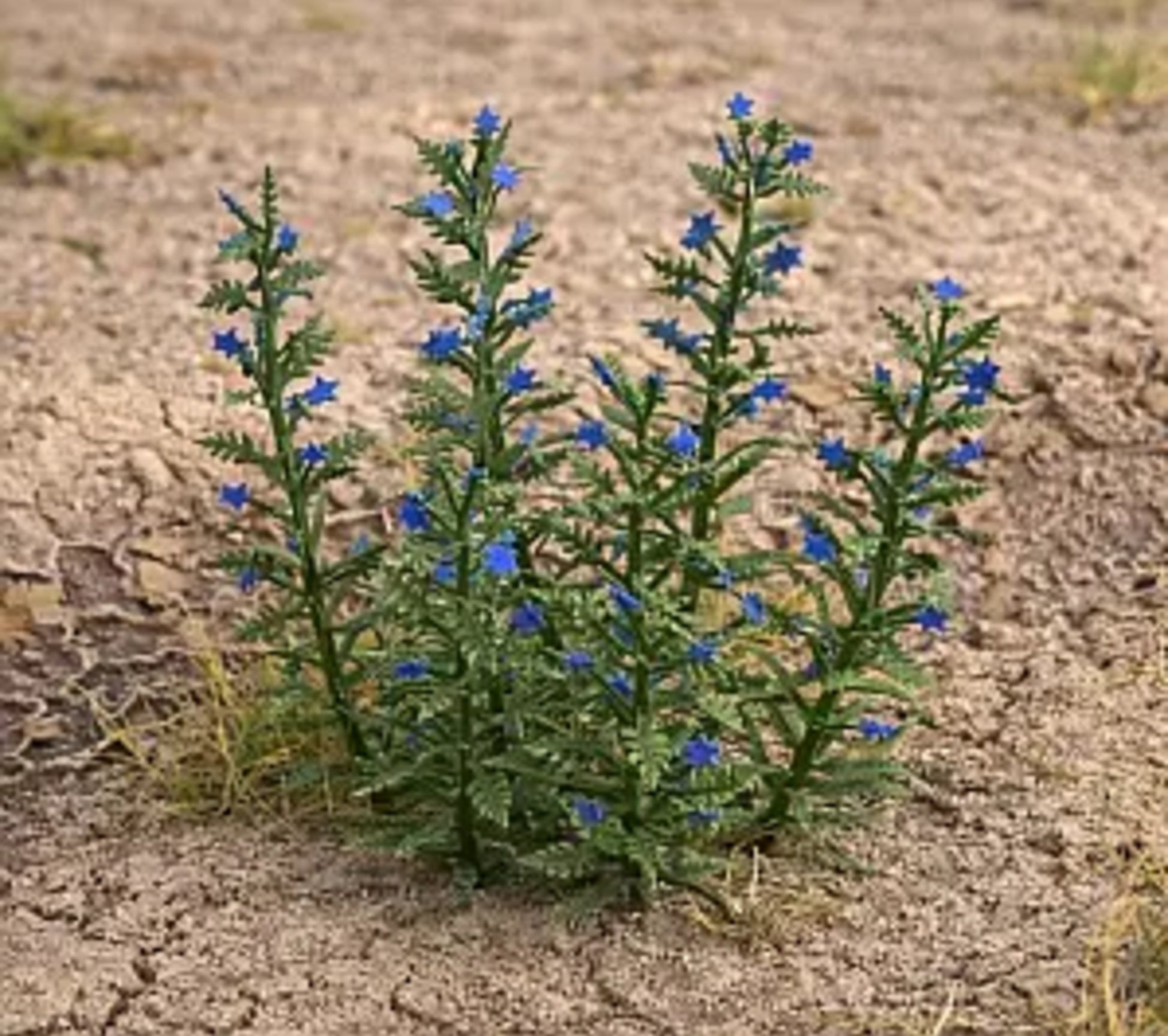 Model Scene - VG3-047 - Viper's Bugloss