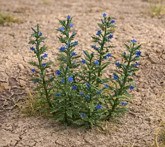 Model Scene - VG3-047 - Viper's Bugloss