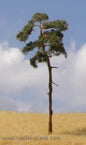 Model Scene - BR100 - Pine Trees (80-110mm)