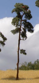 Model Scene - BR150 - Pine Trees (130-170mm)