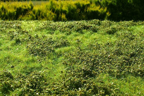 Model Scene - F501 - Low Bushes Mat in Spring (18x28cm)