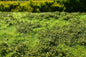 Model Scene - F501 - Low Bushes Mat in Spring (18x28cm)