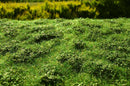 Model Scene - F502 - Low Bushes Mat in Early Summer (18x28cm)