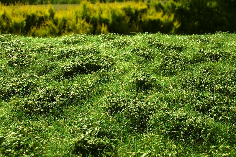 Model Scene - F502 - Low Bushes Mat in Early Summer (18x28cm)