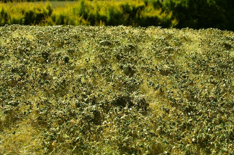 Model Scene - F503 - Low Bushes Mat in Late Summer (18x28cm)